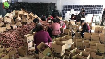 互聯網浪潮下的農產品爆款 臨安小香薯與電商銷售新格局